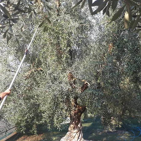 Olive Tree House-3